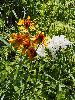 P7211109_l.JPG