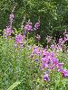 P7211185_l.JPG