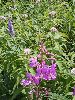 P7211194_l.JPG