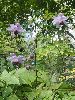 P8171517_l.JPG