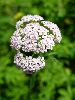 DSC00148_l.JPG