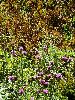 DSC0026_l.JPG
