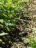 DSC0042_l.JPG