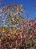DSC0040_l.JPG