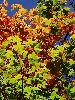 DSC0005_l.JPG