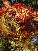 DSC0091_l.JPG