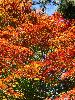 DSC00033_l.JPG