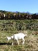 DSC00077_l.JPG