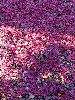 DSC00086_l.JPG