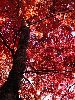 DSC00091_l.JPG