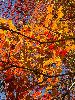 IMG_7539_l.JPG