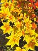 IMG_7580_l.JPG