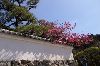Yamanobe24-l.jpg