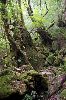 yakushima117_l.jpg