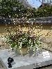 IMG_0379_l.jpg