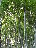 IMG_0401_l.jpg