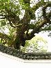 IMG_0427_l.jpg