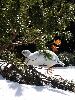 DSC00085_l.JPG