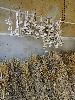 DSC00078_l.JPG