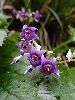DSC00100_l.JPG