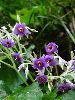DSC00105_l.JPG