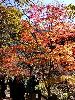 DSC00088_l.JPG