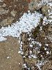 IMG_8487_l.JPG
